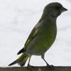Грачи прилетели: интересные факты о перелётных птицах