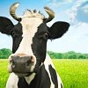 Можно ли давать детям коровье молоко?