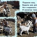 Григорий и любимые козлята