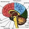 Азбука внутренних органов: головной мозг